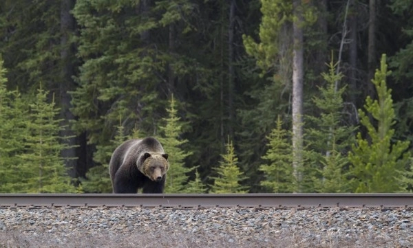 ursul-atacator-e-de-negasit