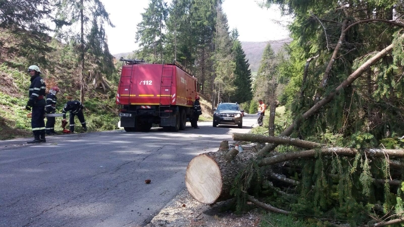vantul-puternic-a-doborat-mai-multi-copaci-la-brasov