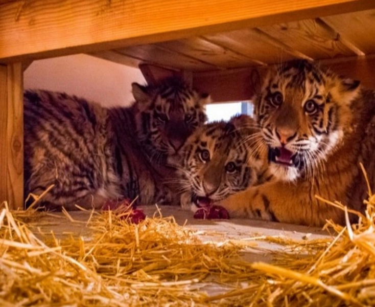 vizitatorii-zoo-brasov-se-vor-uita-la-tigri-si-lei-prin-geamuri-din-sticla