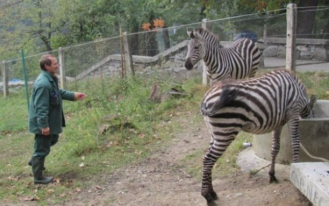 zebre-la-zoo-brasov