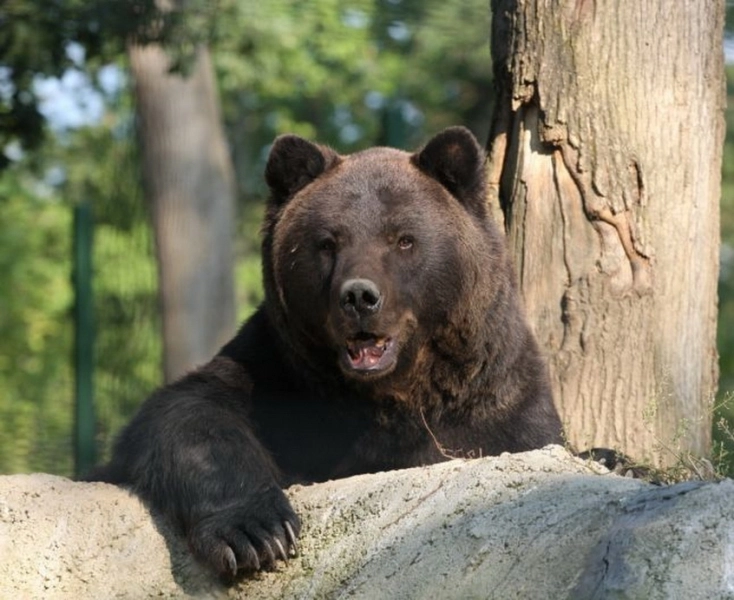 ziua-mondiala-a-animalelor-salbatice-la-rezervatia-de-ursi-de-la-zarnesti