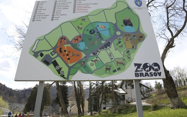 zoo-brasov-cauta-un-constructor-pentru-tarcurile-felinelor-mari