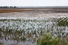 3165-de-hectare-de-teren-agricol-acoperite-de-ape