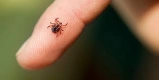 actiuni-de-combatere-a-capuselor