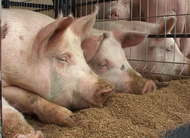 actiuni-pentru-prevenirea-aparitiei-pestei-porcine-la-brasov