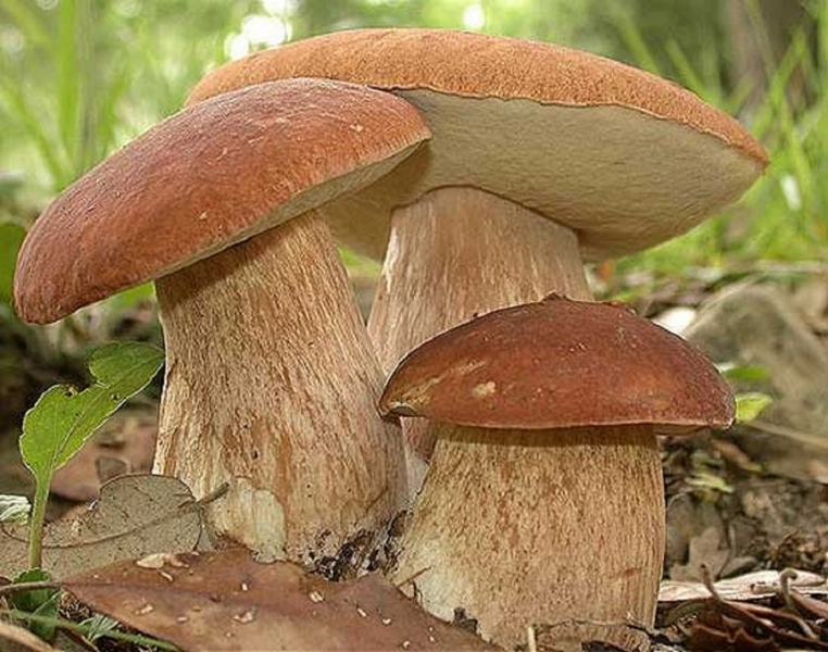 avertisment-cu-privire-la-consumul-de-ciuperci