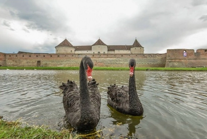 cele-doua-lebede-negre-de-pe-lacul-cetatii-fagaras-au-pierit-in-weekend