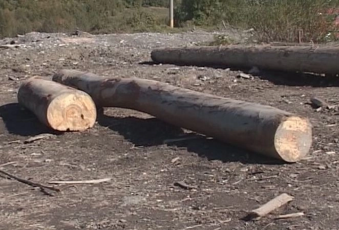 criza-lemnelor-de-foc-pentru-iarna