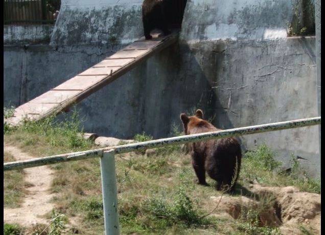 doi-ingrijitori-atacati-de-urs-la-gradina-zoologica-din-noua