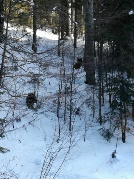doi-ursi-siau-facut-aparitia-pe-partia-subteleferic-din-predeal-