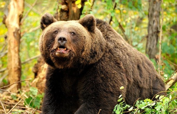 drama-fetei-muscate-de-urs-la-fagaras