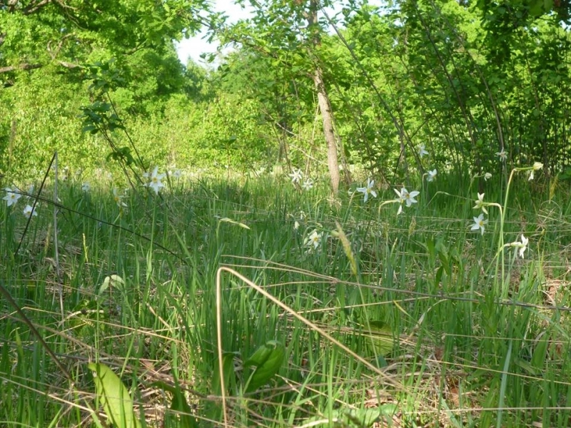 duminica-are-loc-festivalul-narciselor-editia-a-xviiia