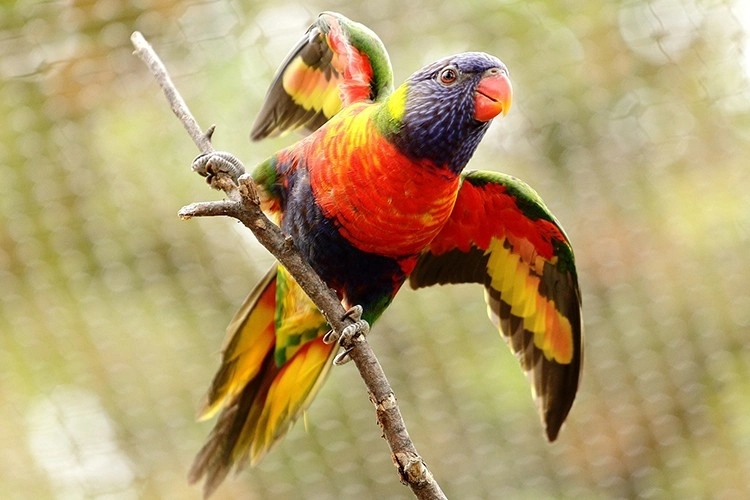 expozitie-de-pasari-exotice-la-zoo-brasov