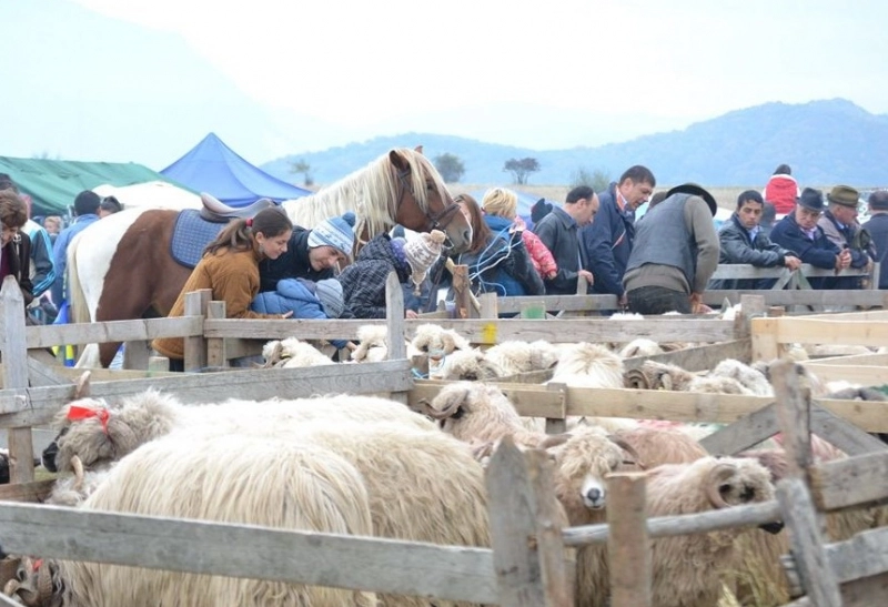 festivalului-oierilor-editia-a-xa-in-acest-weekend-la-tohanul-nou