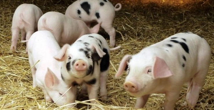 in-ianuarie-se-depun-cereri-la-apia-pentru-plati-privind-bunastarea-animalelor-porcine-si-pasari