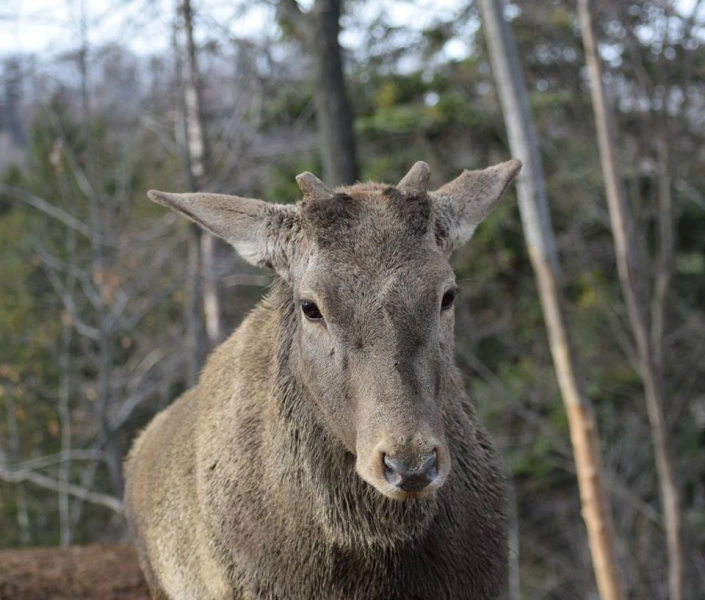 intrari-gratuite-la-zoo-brasov-cu-ajutorul-ratbv