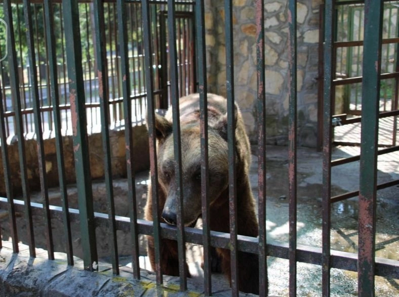 locatarul-numarul-102-ajunge-la-rezervatia-de-ursi-libearty-din-zarnesti-