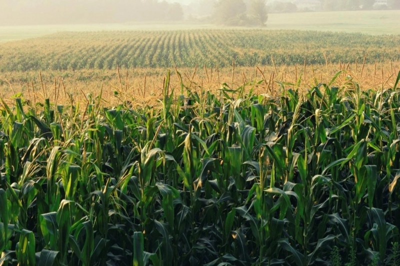 ninsoarea-motiv-de-bucurie-pentru-agricultorii-care-au-prins-gustul-succesului