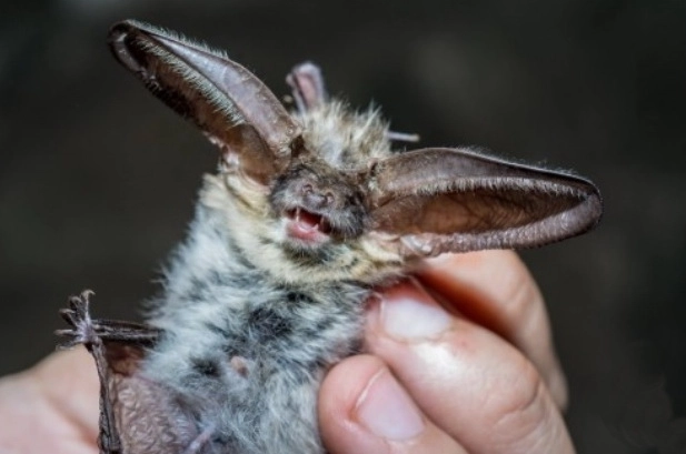 noaptea-internationala-a-liliecilor-la-lisa