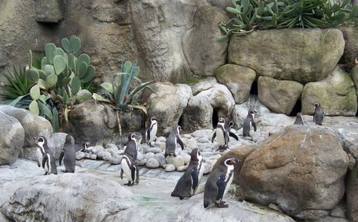 noi-modernizari-la-zoo-brasov-va-fi-amenajat-un-tarc-special-pentru-pinguini