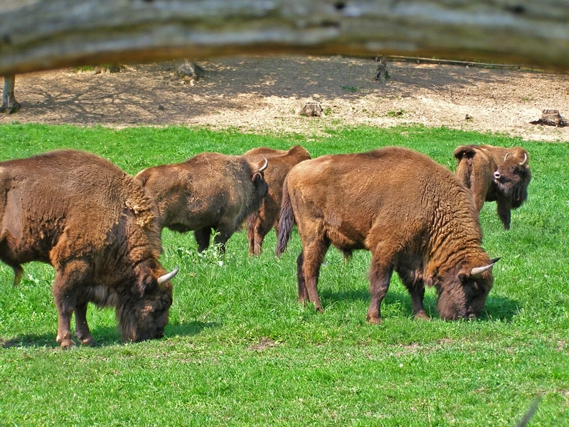 patru-zimbri-eliberati