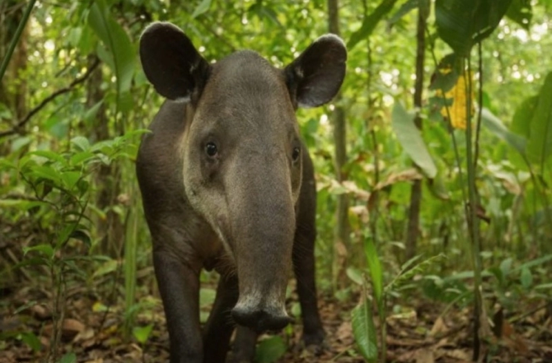 planuri-pentru-un-nou-chirias-la-zoo-brasov