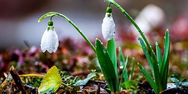 prognoza-meteo-pentru-lunile-de-primavara