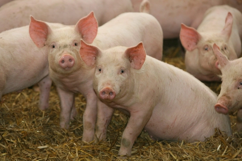 targurile-de-animale-interzise-in-tot-judetul-brasov