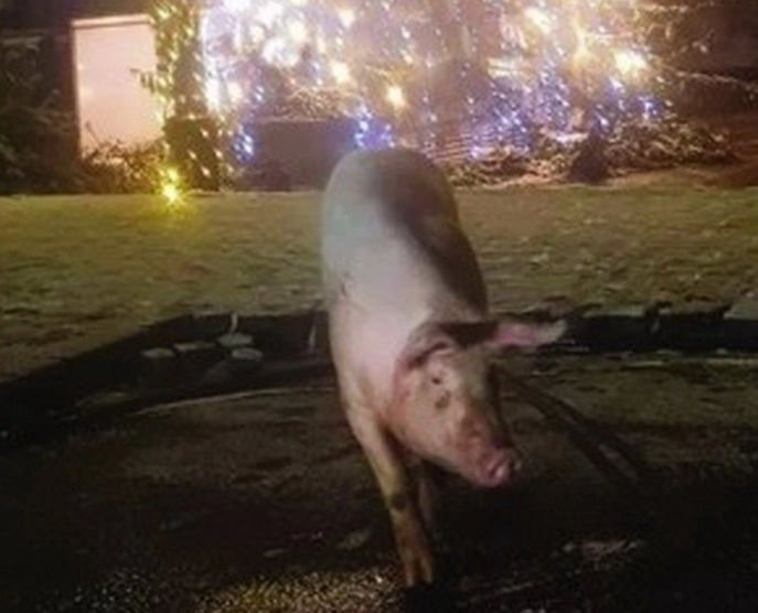 un-porc-sa-plimbat-nestingherit-prin-rasnov