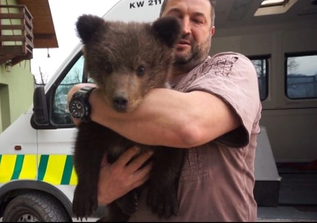 un-pui-de-urs-a-fost-eliberat-in-sanctuarul-de-la-zarnesti