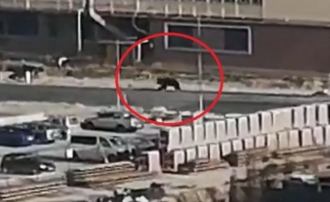 urs-pe-strazile-brasovului-in-zona-turnului