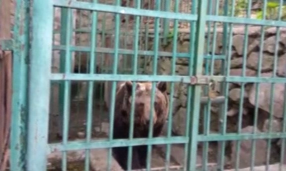 ursoaica-anca-transferata-in-sanctuarul-libearty-de-la-zarnesti