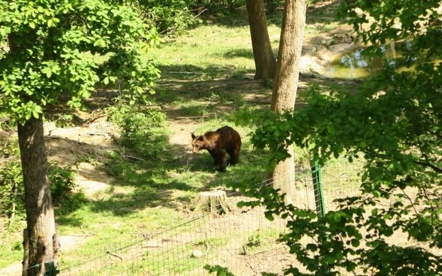 ursoaica-pamela-ajunge-la-zarnesti