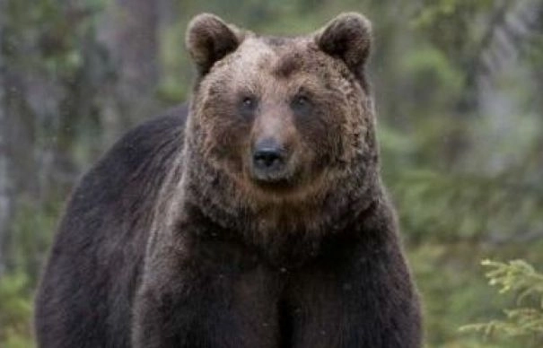 ursoaica-pamela-este-libera