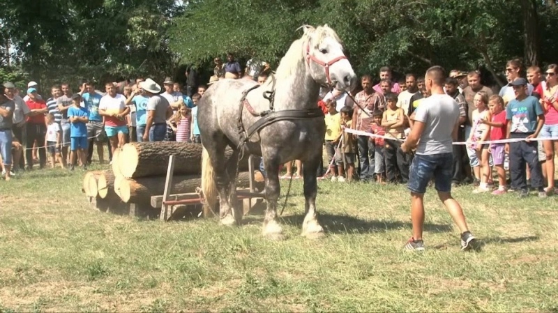 zilele-orasului-rasnov-2018-si-festivalul-national-ecvestru