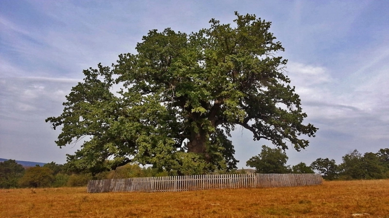 ziua-stejarului-editia-a-iiia-sarbatorita-la-mercheasa