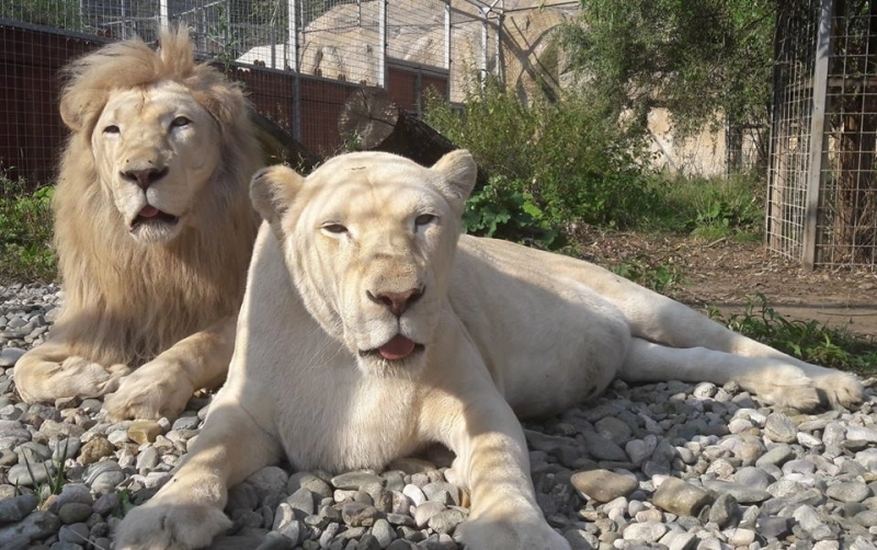 zoo-brasov-a-trecut-la-programul-de-iarna