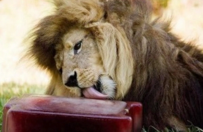 animalele-de-la-zoo-brasov-mananca-inghetata-in-zilele-foarte-calde