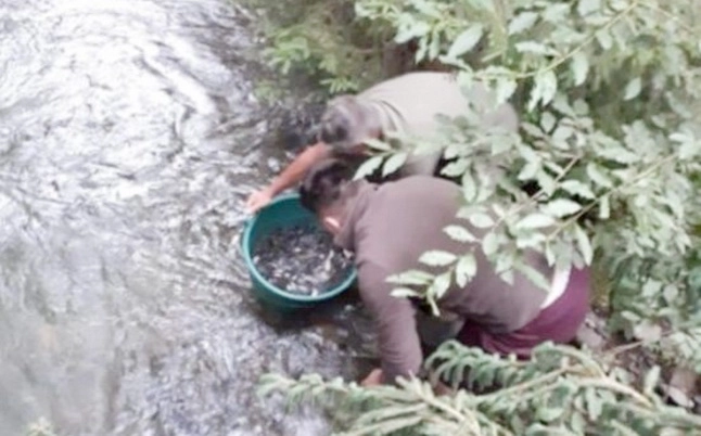 apele-de-munte-ale-tarii-fagarasului-repopulate-cu-5000-de-puieti-de-pastrav