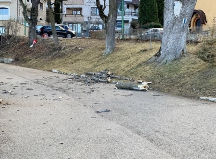 artarii-taiati-de-pe-aleea-tiberiu-brediceanu-vor-fi-inlocuiti-cu-tei