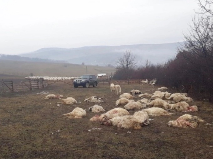 atacuri-la-stana-si-oi-omorate-de-urs-la-calbor