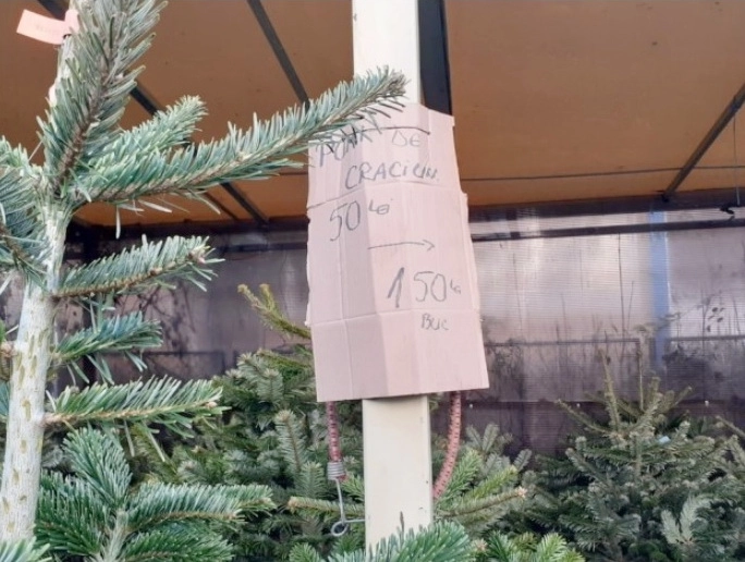 bradul-de-craciun-50-de-lei-pret-de-pornire-in-pietele-brasovene