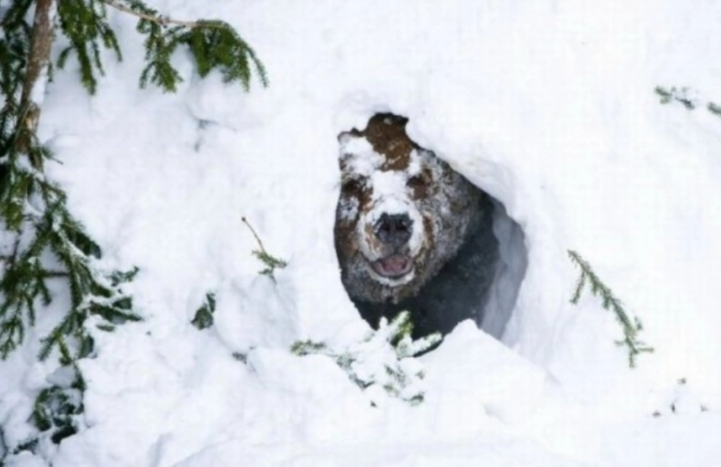 brasovenii-invitati-in-2-februarie-sa-scoata-ursul-din-barlog