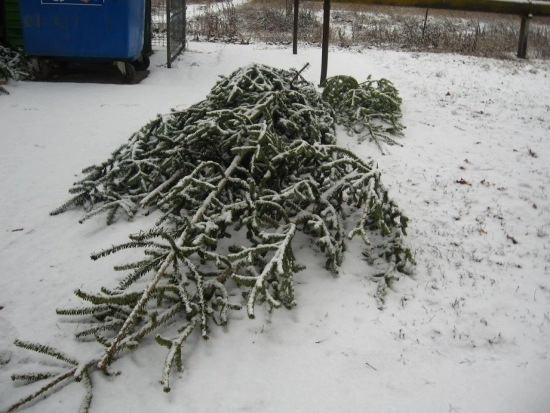 brasovenii-rugati-sa-arunce-doar-sambata-brazii-de-craciun