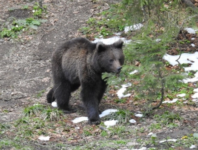 brasovul-va-avea-un-modern-complex-pentru-ingrijirea-si-protectia-ursilor