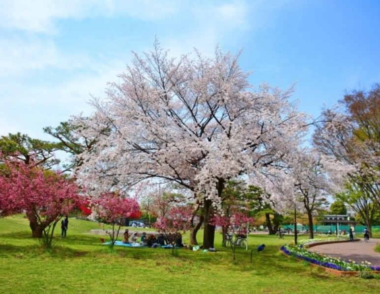concurs-ce-reprezinta-japonia-pentru-tine-premiul-o-excursie-in-tara-soarelui-rasare