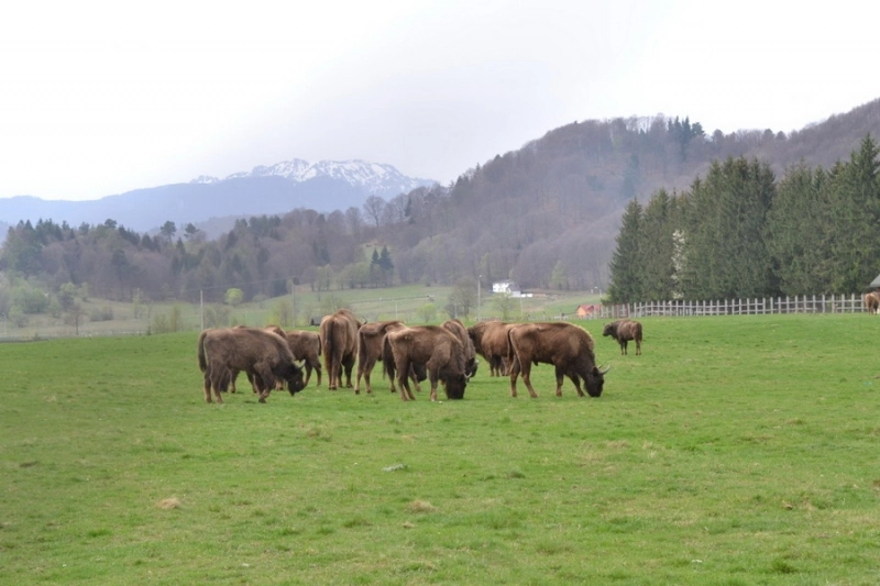 doi-zimbri-de-la-vama-buzaului-eliberati-in-parcul-natural-vanatori-neamt