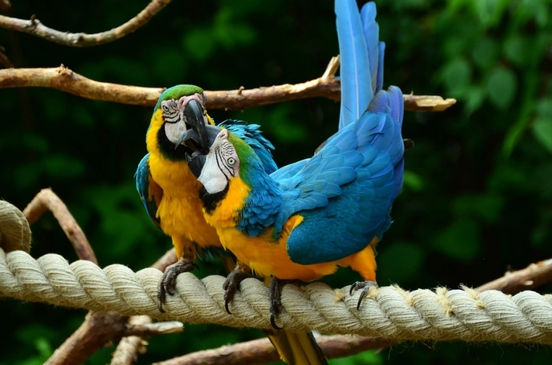 editie-aniversara-a-expozitiei-nationale-de-pasari-exotice-la-zoo-brasov