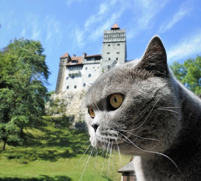 expozitie-internationala-de-pisici-la-castelul-bran