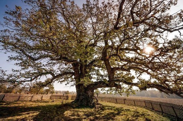 festivalul-ziua-stejarului-a-iva-editie-la-mercheasa